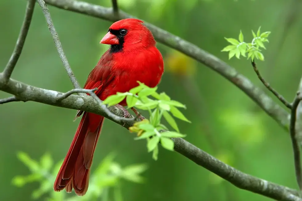 Cardinal sitting in tree