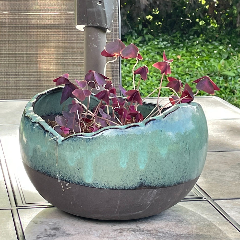 shamrock plant on table