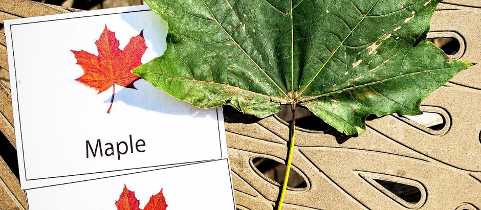 Exploring the World Through Montessori 3-Part Cards: A Creative Guide for Learning