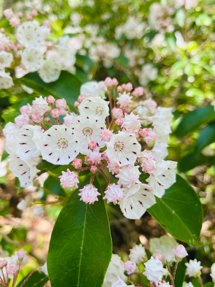 mountain laurel close at Jim's.jpg