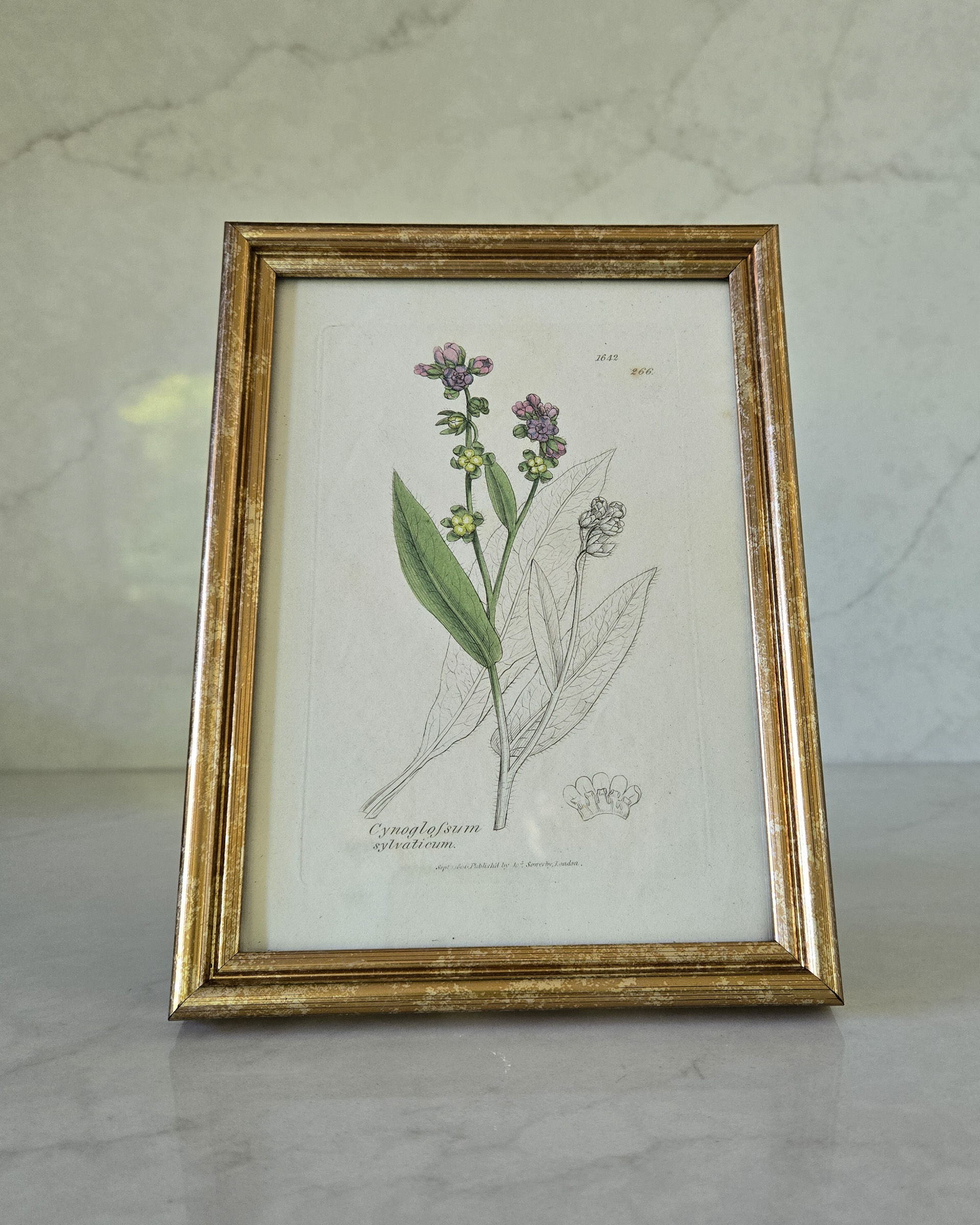 Antique James Sowerby Hound’s-tongue Botanical Engraving | English | 1806