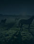 horse8.jpg