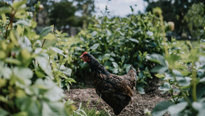 Raising Chickens: The Benefits, Value, and Costs