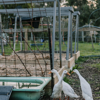 three runner ducks in garden by bathtub