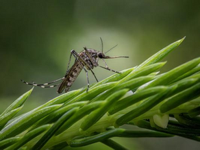 Moustiques, moustiques tigres et aromathérapie : comment se protéger naturellement et soulager les piqûres ?