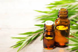ZOOM SUR …… L'HUILE ESSENTIELLE DE TEA TREE