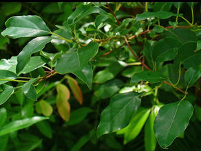 Zoom sur l’huile essentielle de Ravintsara : un trésor aromatique incontournable