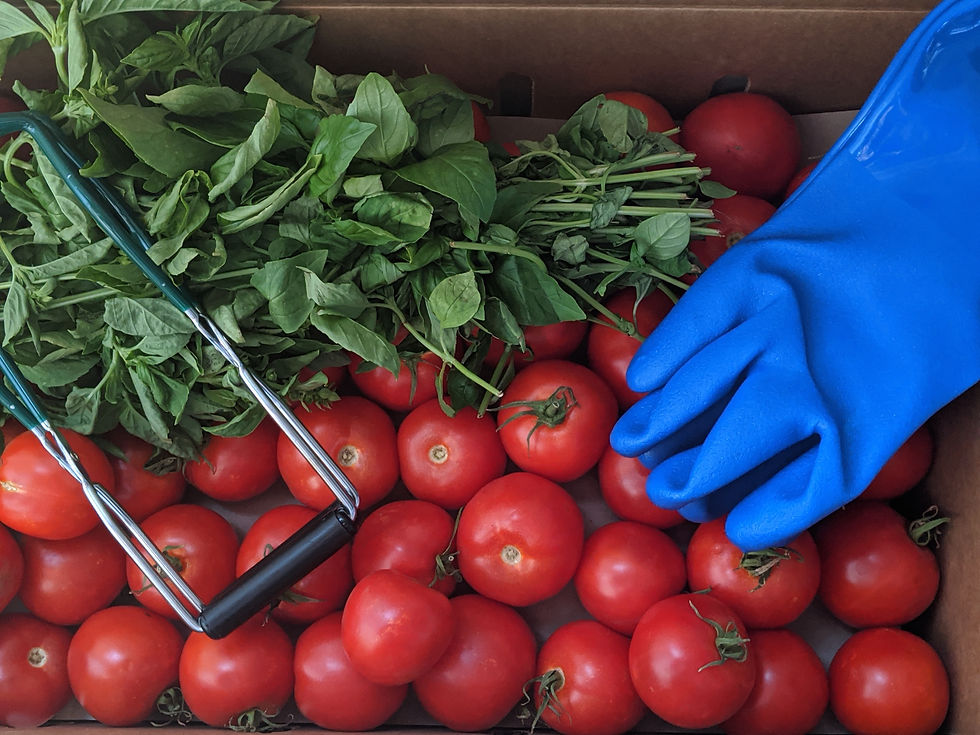 Whole Early girl tomatoes in a box with a jar lifter, fresh basil and blue canning gloves