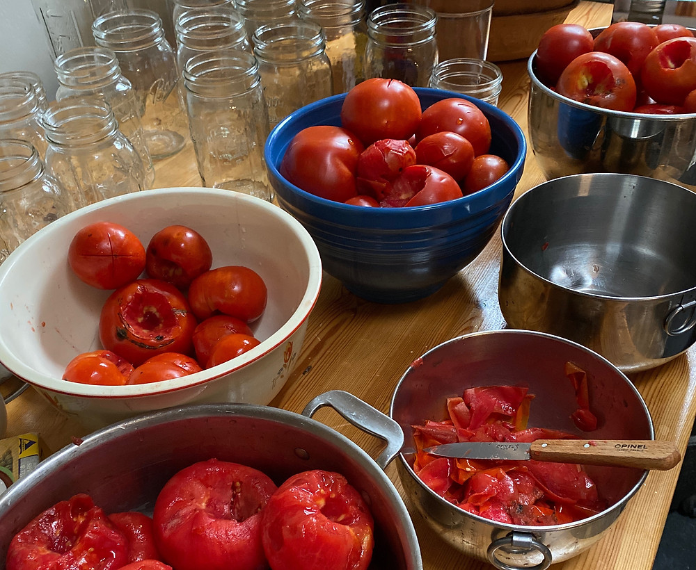 Whole tomatoes ready to be canned