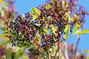 Elderberries on an Elder tree