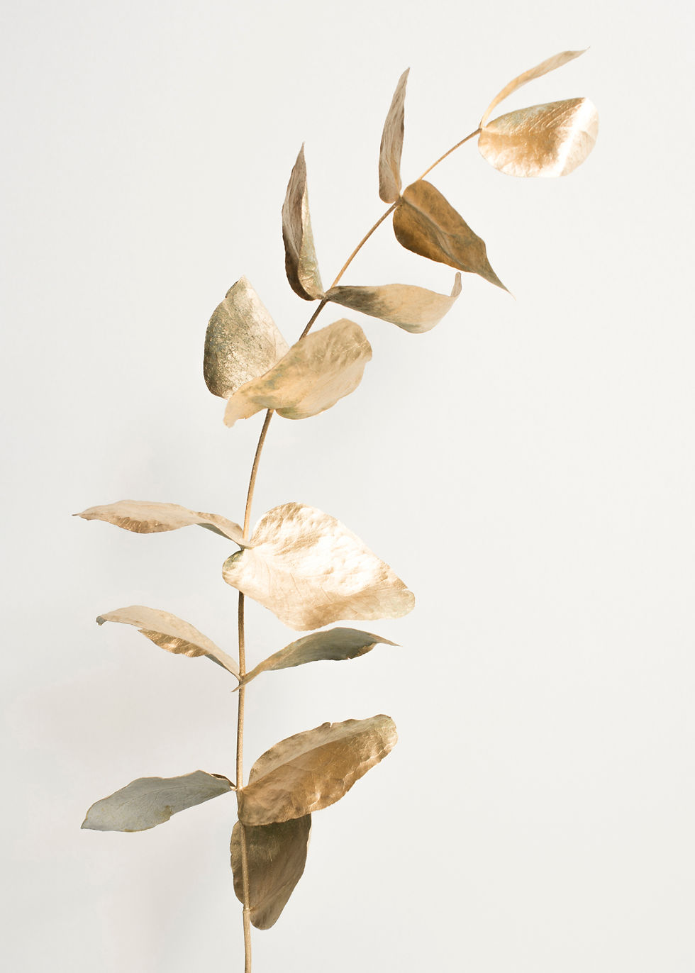 HARMONY IN GOLD