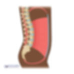 Medical illustration of a human spine and core muscles, provided by Pelvic Global, pelvicglobal.com.