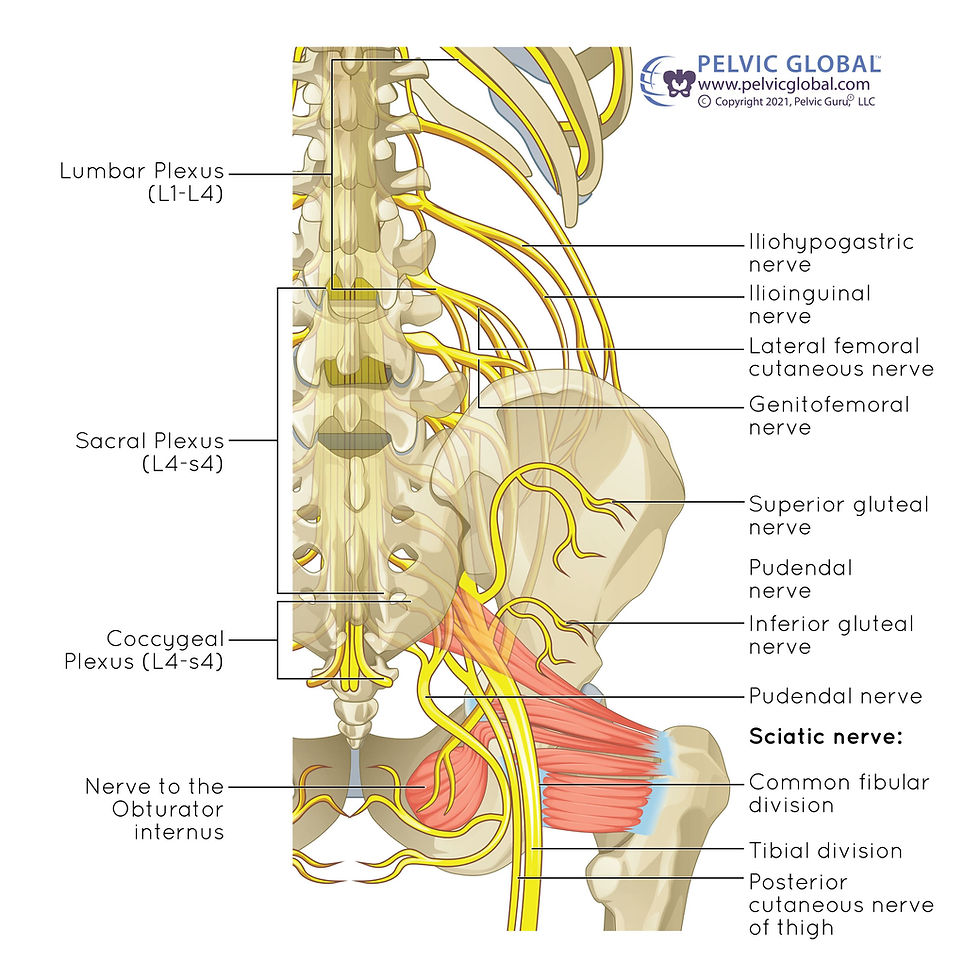 Labeled anatomy diagram of lumbar, sacral and coccygeal plexuses with sciatic and gluteal nerves over pelvis and spine