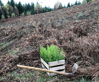 3-REPLANTER.jpeg