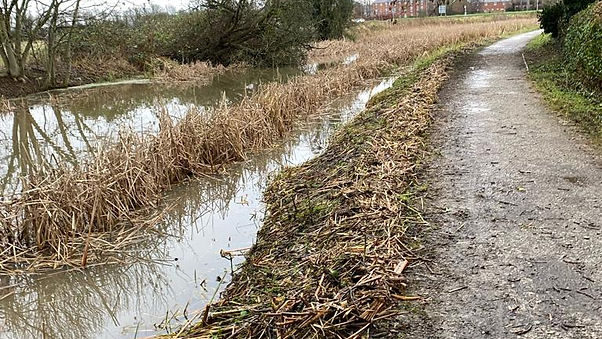 Reed Mace Clearance