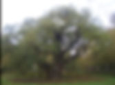 Major Oak sapling on Abbey Park