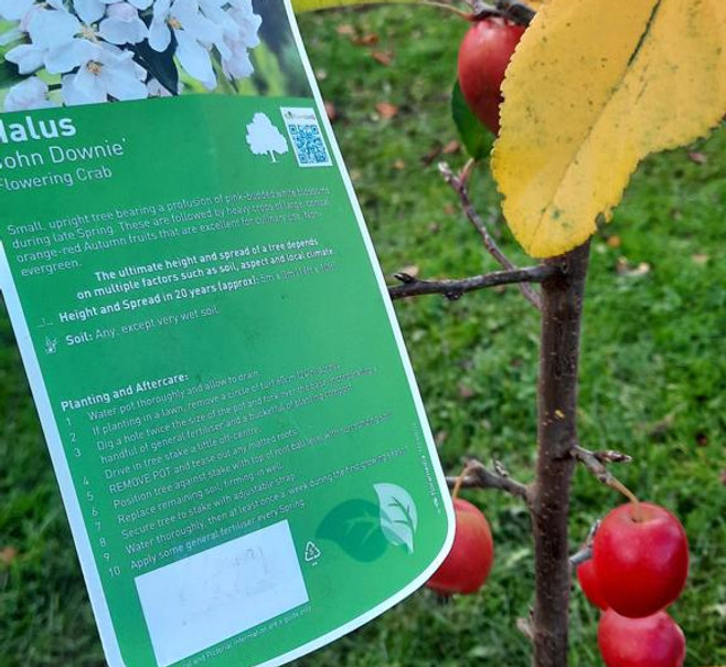 oOchard planting on Abbey Park