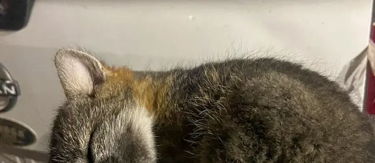 Atiende IMPA reportes de fauna silvestre en El Marqués y Cadereyta