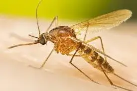 Refuerzan vigilancia y prevención del dengue en Querétaro.