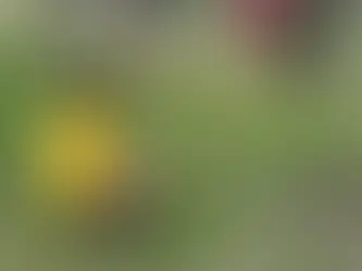 Invitan a participar en Jornadas de Reforestación 2026 en Querétaro; estas son las fechas y sedes