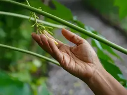 UAQ lanza convocatoria “Agro-Innova Sierra Gorda 2025” para impulsar innovación agroindustrial