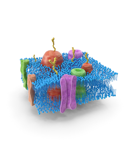 2Cell Membrane.G16.2k.png