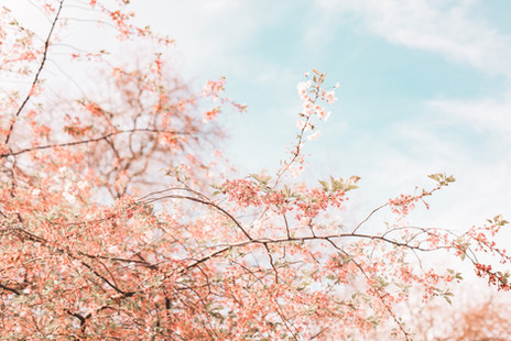 pink florals 3.jpg