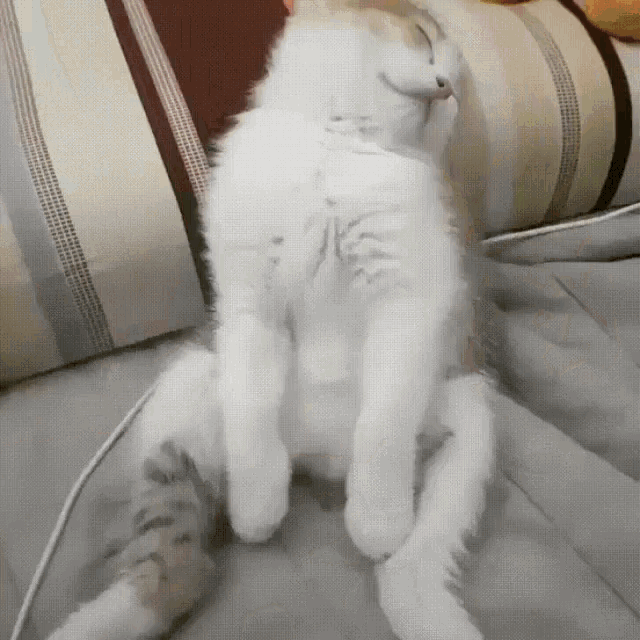 cat-sleepy.gif