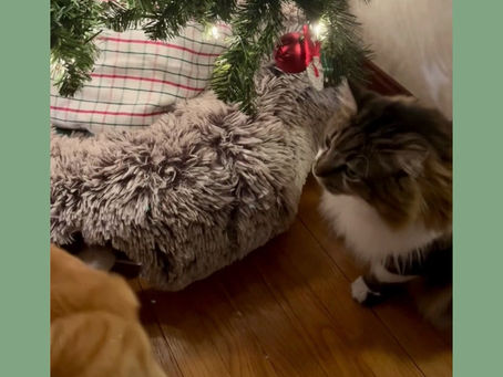 🐱 Just had to share this amazing find for fellow pet lovers! 🐶