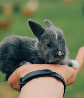 Small grey rabbit held in a hand