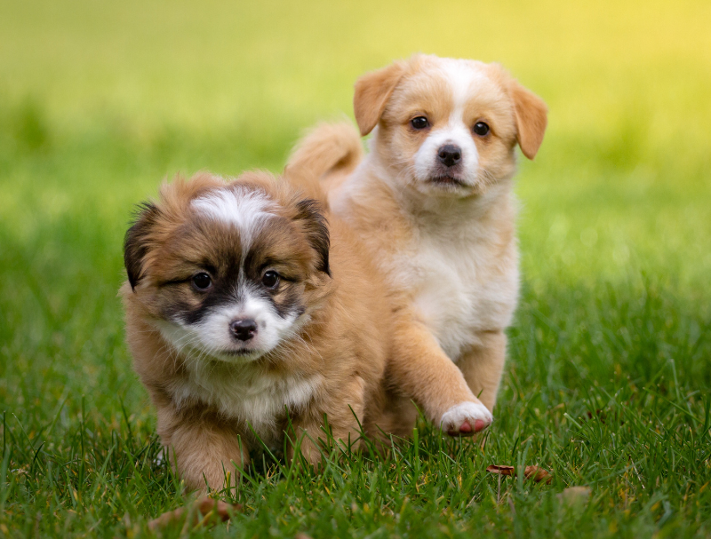 Two brown and white puppies in green grass