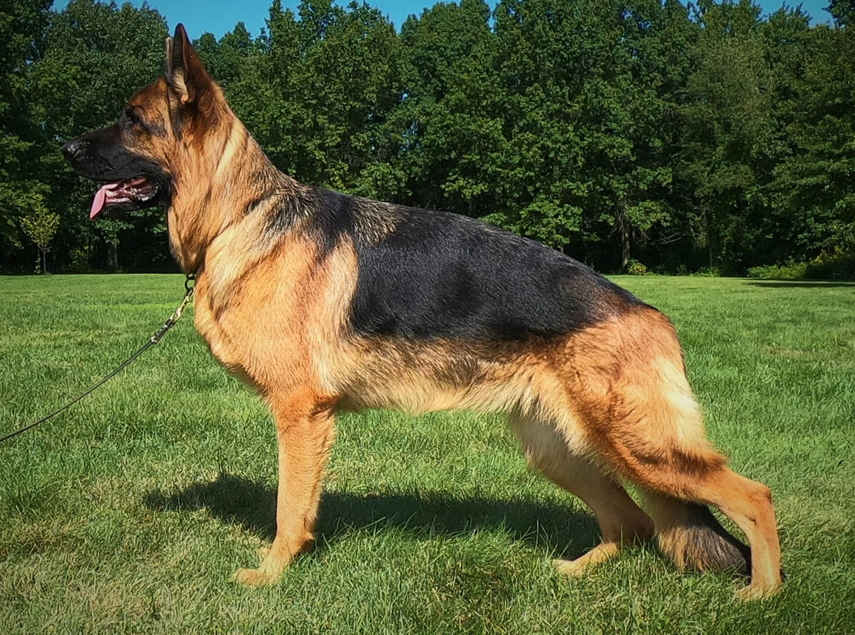 Pickett Haus German Shepherds