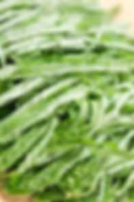 DPTB0130-Photo by PappasBland.jpg