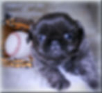 Blue male Shih Tzu Puppy