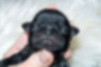 Shih Tzu Puppy Black Male AJax