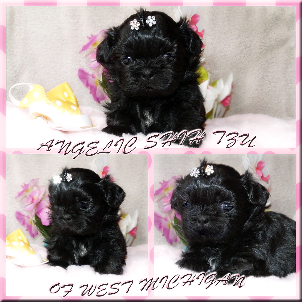 Shih Tzu female Pyra 4wks