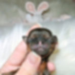 Shih Tzu Puppy Tiny Red Female