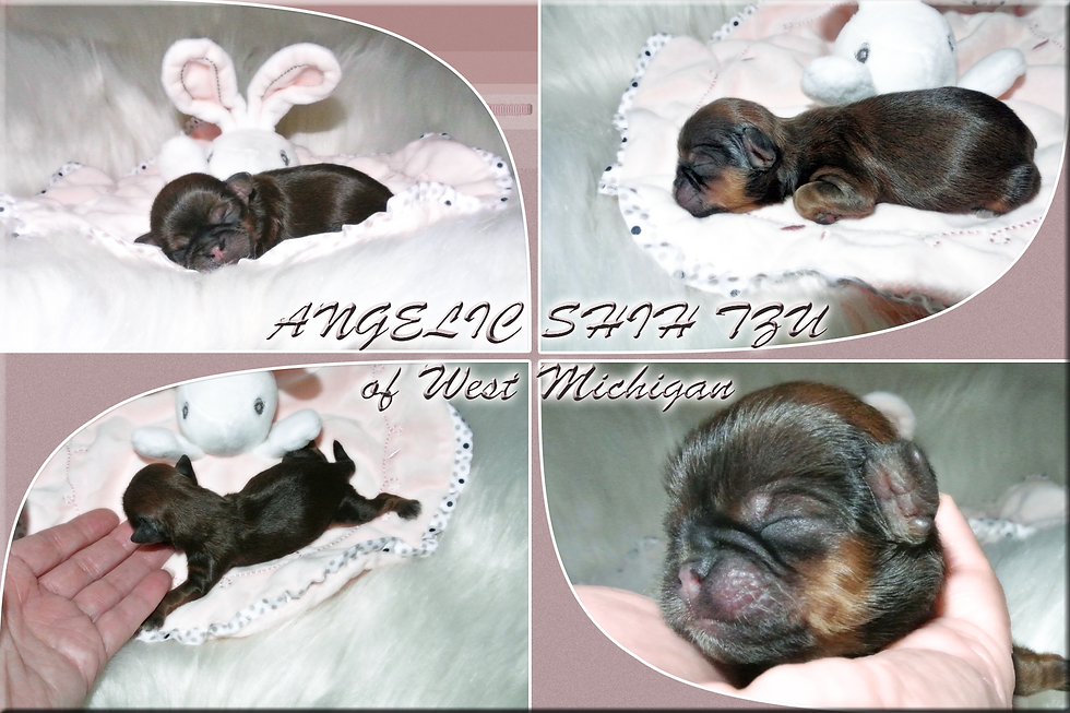 Shih Tzu Female Pinki web.png