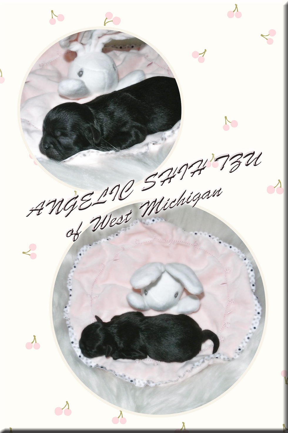 Shih Tzu Puppy Pyra