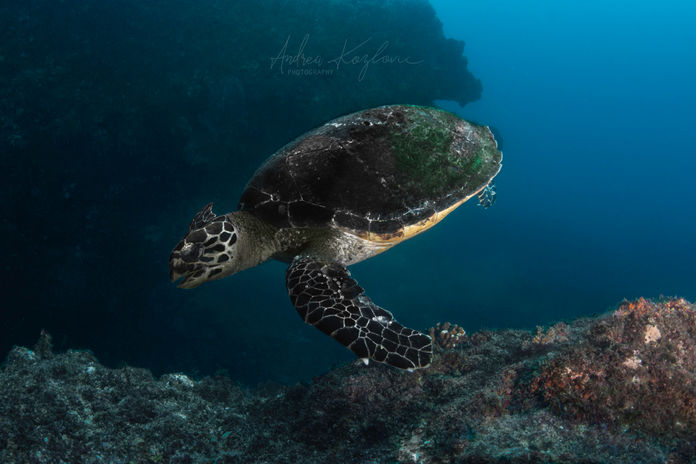 Hawksbillswimming copy.jpg