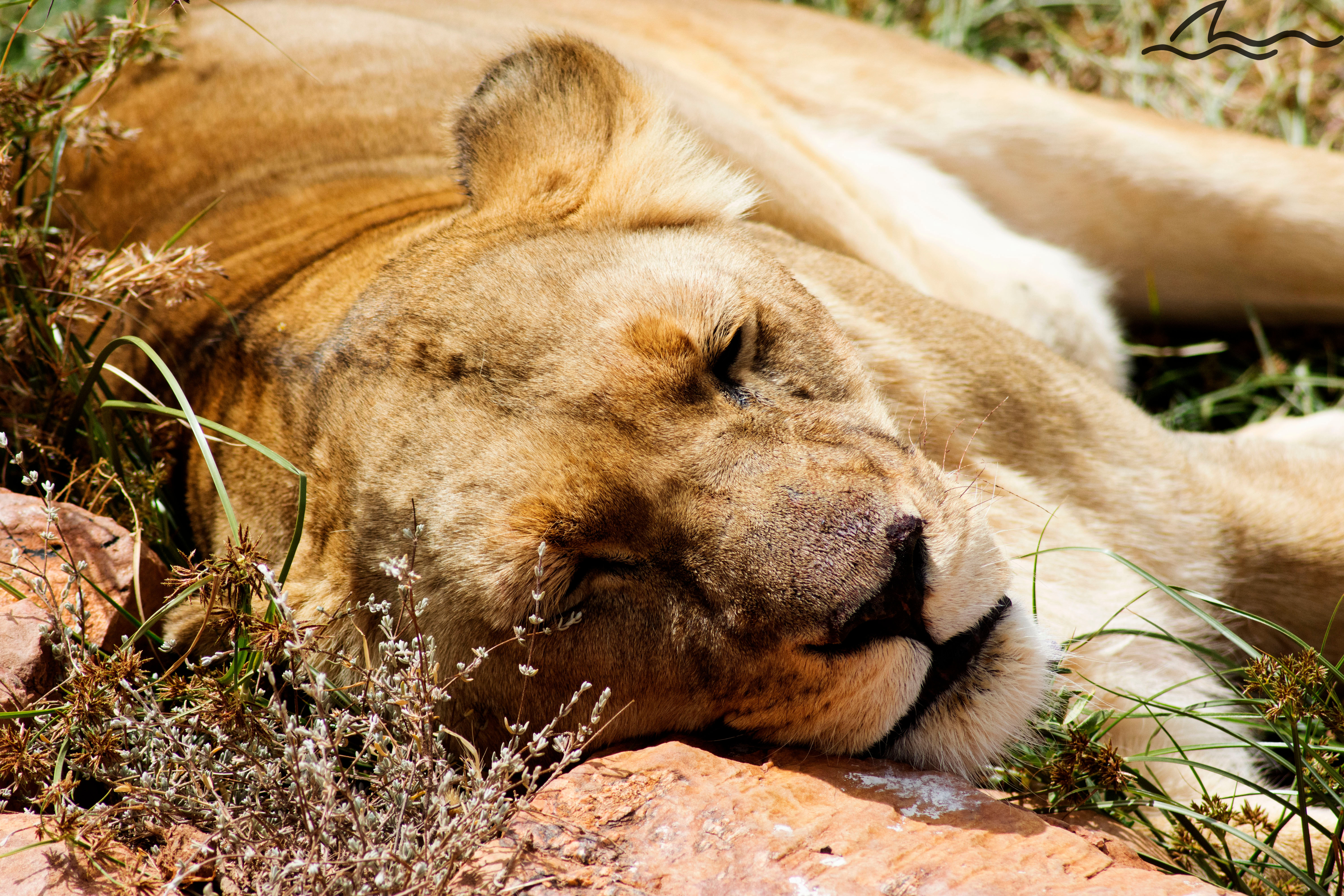 'CATCHING SOME RAYS' - HAND-STRETCHED CANVAS