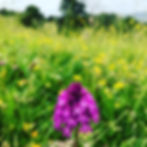 A pyramidal orchid in restored haymeadow