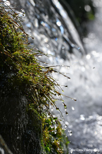 Nant Y Gelli
