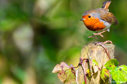 Robin