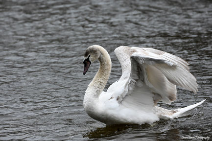 Swan 