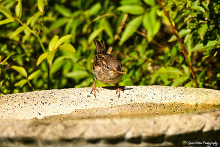 Bird cleaning its food