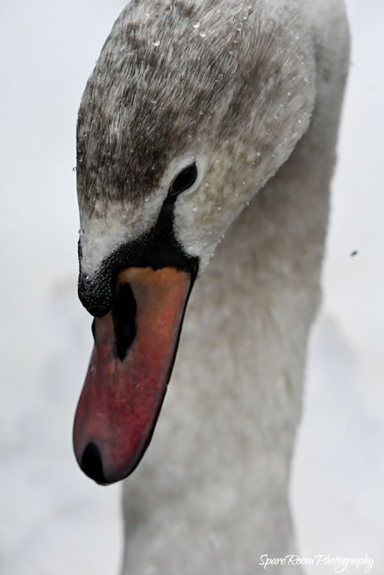 Swan 