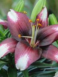 Apopka Art and Foliage Festival