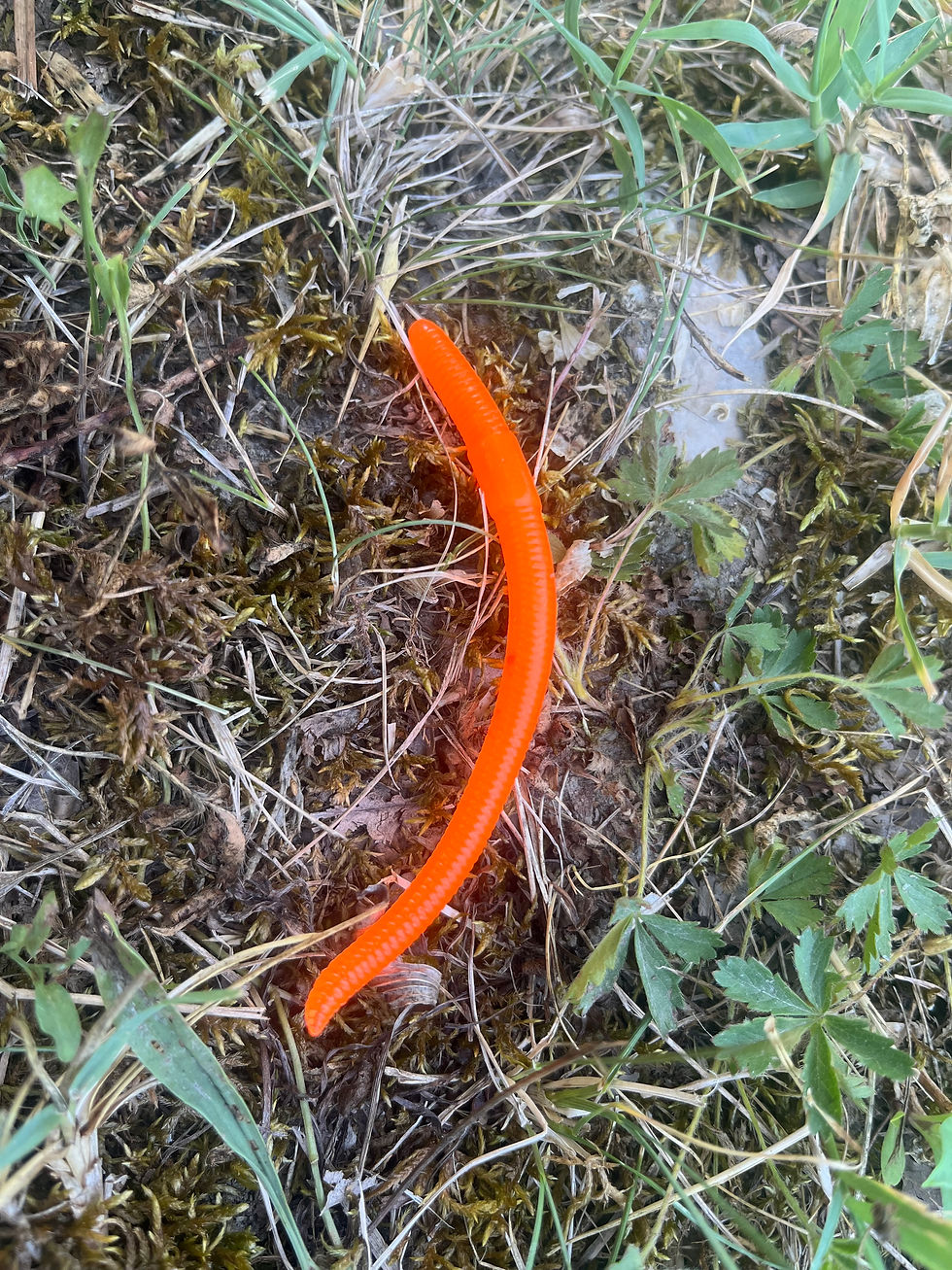 Miniature : Spaghet' worms 60 / 100 mm