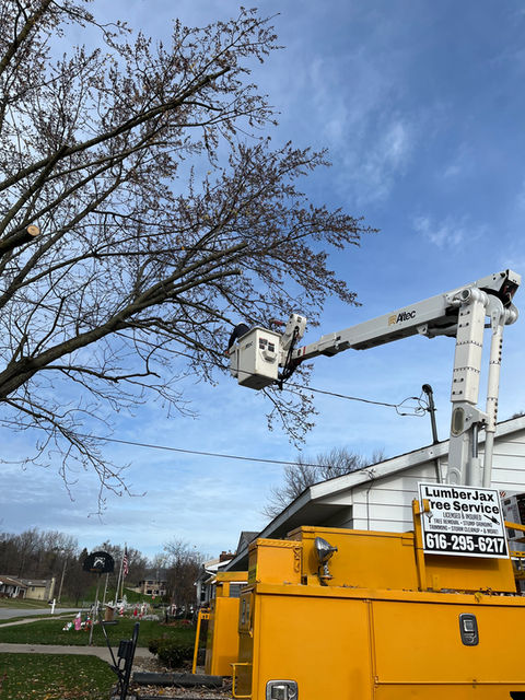 Bucket truck used to trim large maple tree near power lines and house roof